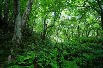 Obraz premium spring primeval forest with thick ferns and mossy old trees
