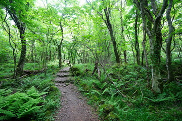 fine spring pathway through fresh ferns and mossy old trees