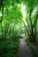 fine path through mossy old trees