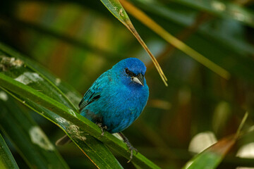 ave azul en mexico selva mexicana