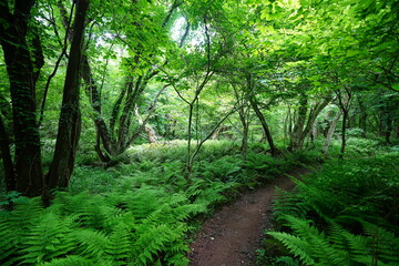 thick ferns and path in spring forest
