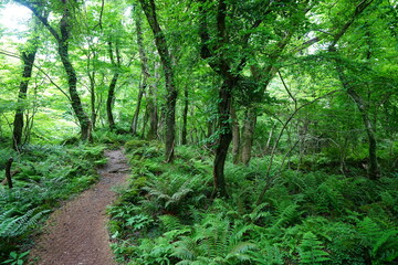 fine path through mossy old trees