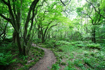 Fototapeta premium fine path through mossy old trees