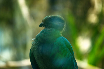 quetzal salvaje en la selva