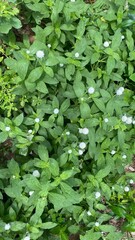 green leaves background