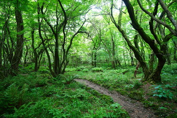 fine path through mossy old trees
