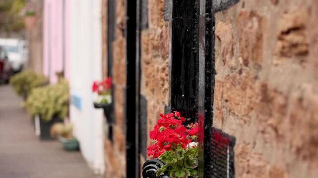 Red Geraniums in Crail, Fife