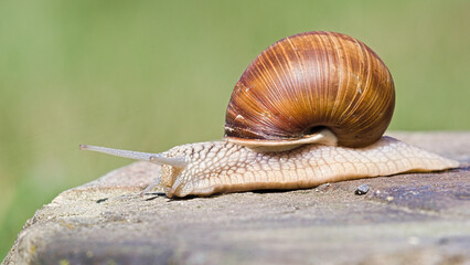 Helix pomatia aka Roman snail is crawling on the stone.