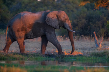Elephants in Moremi game reserve Africa, Family of Elephants , Elephants taking a bath in a water...