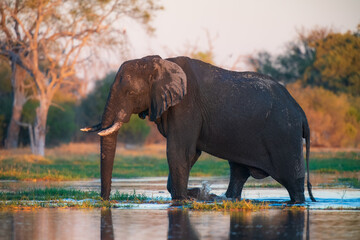 Fototapeta premium Elephants in Moremi game reserve Africa, Family of Elephants , Elephants taking a bath in a water pool with mud, eating green grass. African Elephants in landscape, Africa in autumn.