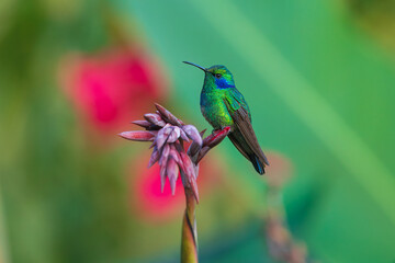 The lesser violetear (Colibri cyanotus), also known as the mountain violet-ear, is a medium-sized,...