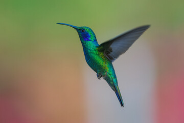 The lesser violetear (Colibri cyanotus), also known as the mountain violet-ear, is a medium-sized, metallic green hummingbird  © Miroslav Srb