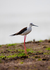 Black-winged Stilt standing on a lakeshore