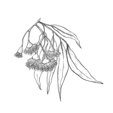 Eucalyptus flowers and seeds, buds bloomed. Sketch eucalyptus.