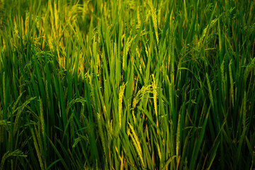 Rice grows abundantly in rice fields. Can be used as a background