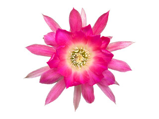 Blooming cactus flower isolate on white background.