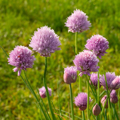 Schnittlauch, Allium Schoenoprasum, Blüten