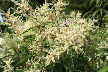 Plante inavsive renouée du Japon