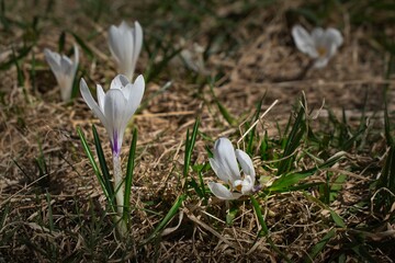 White crocus flowers in a spring's day