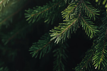 Natural Christmas fir, pine tree branches lit sunlight in sunny winter day. Xmas, winter holiday nature background with copy space.