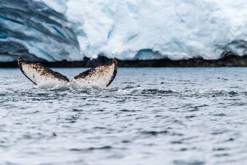 Naklejka premium Close-up of the tail of a diving humpback whale -Megaptera novaeangliae. Image taken in the Graham passage, near Charlotte Bay, Antarctic Peninsula.