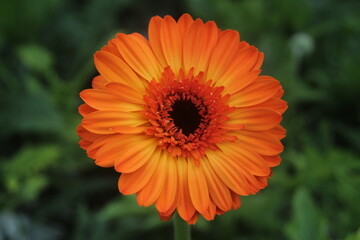  beautiful red and orange hues of Gerbera daisy flower 