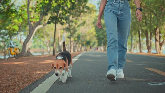 Happy beagle dog walking with female owner at park in morning, Friendship between human and their pet