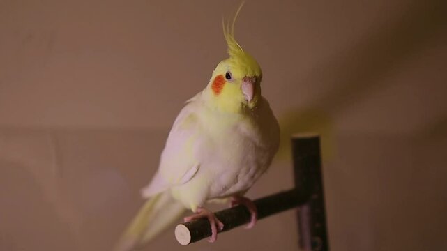 Beautiful video of a bird.Funny parrot.Cockatiel parrot.
Home pet yellow bird.Beautiful feathers.Cute cockatiel.Home pet parrot.A bird with a crest.Natural color.Birdie.The parrot looks in the mirror.