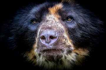close-up portrait of a black south american spectacled bear