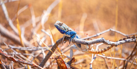 The blue agama sits in ambush on sand and branches and hunts for insects. Beautiful blue lizard close-up in the wild.