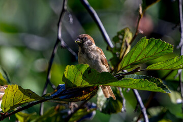 枝にとまるスズメ