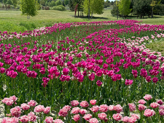 Blooming tulips flowerbed in flower garden. 