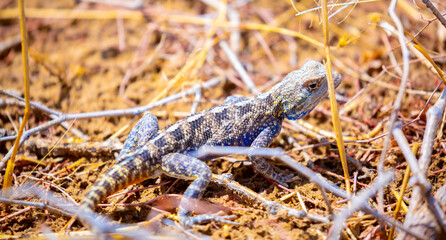 The blue agama sits in ambush on sand and branches and hunts for insects. Beautiful blue lizard close-up in the wild.