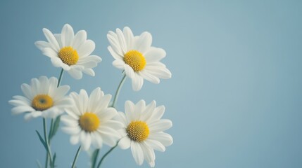 Fototapeta premium Delicate Daisies on a Light Blue Background
