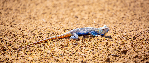 The blue agama sits in ambush on sand and branches and hunts for insects. Beautiful blue lizard close-up in the wild.