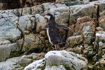 A group of Shinstrap Penguin - Pygoscelis antarcticus- standing on a rock at Cierva Cove, on the Antarctic peninsula