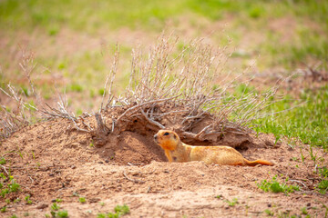 The gopher sits in the grass in the mountains, looks to the side, as if reading your text,...