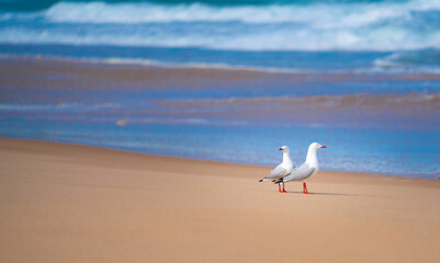 Pair of seagulls along the seaside