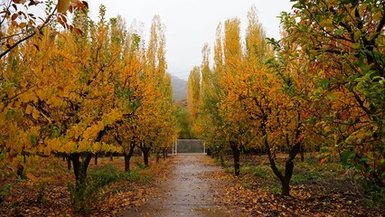 Naklejka premium Autumn color, Village