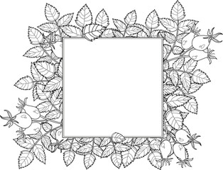 Hand drawn autumn botanical frame with rosehip leaves. Vector illustration in sketch style isolated on white. Realistic rosehip design element. Space for text