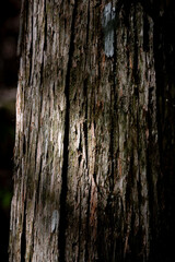 森の中の杉の木