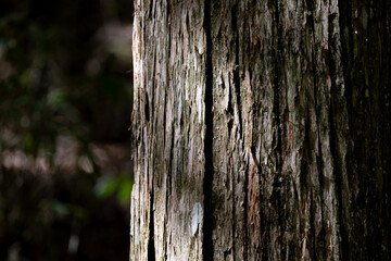 森の中の杉の木