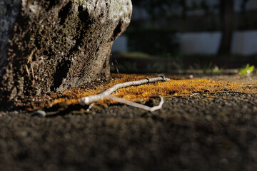 A serene scene of golden brown moss-covered ground and a twig illuminated by soft morning light.