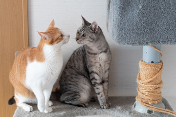 仲良しな二匹の猫 © rai