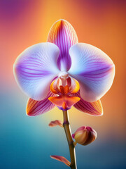 orchid flower