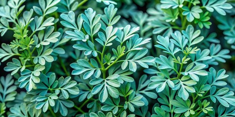 Delicate, bluish-green leaves of the rue herb plant, also known as Ruta graveolens, sprawl out in a whimsical