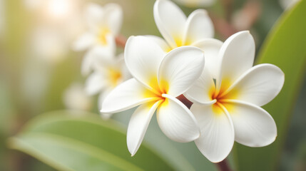 Obraz premium White plumeria Frangipani blooms, golden centers, close-up shot, tranquil green backdrop, purity, new beginnings, nature garden, sunlight enhancing floral details, vibrant fresh
