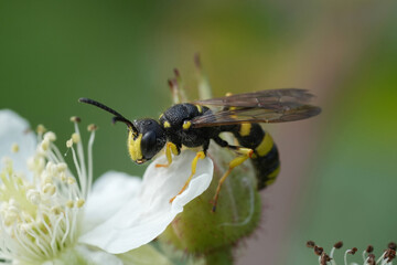 Closeup on a an ornate tailed digger wasp, Cerceris rybyensis, on top of a brambleberry flower