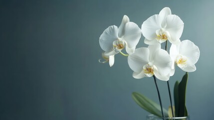 White Orchid Flowers