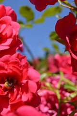 Obraz premium Rose accompanied by a bee